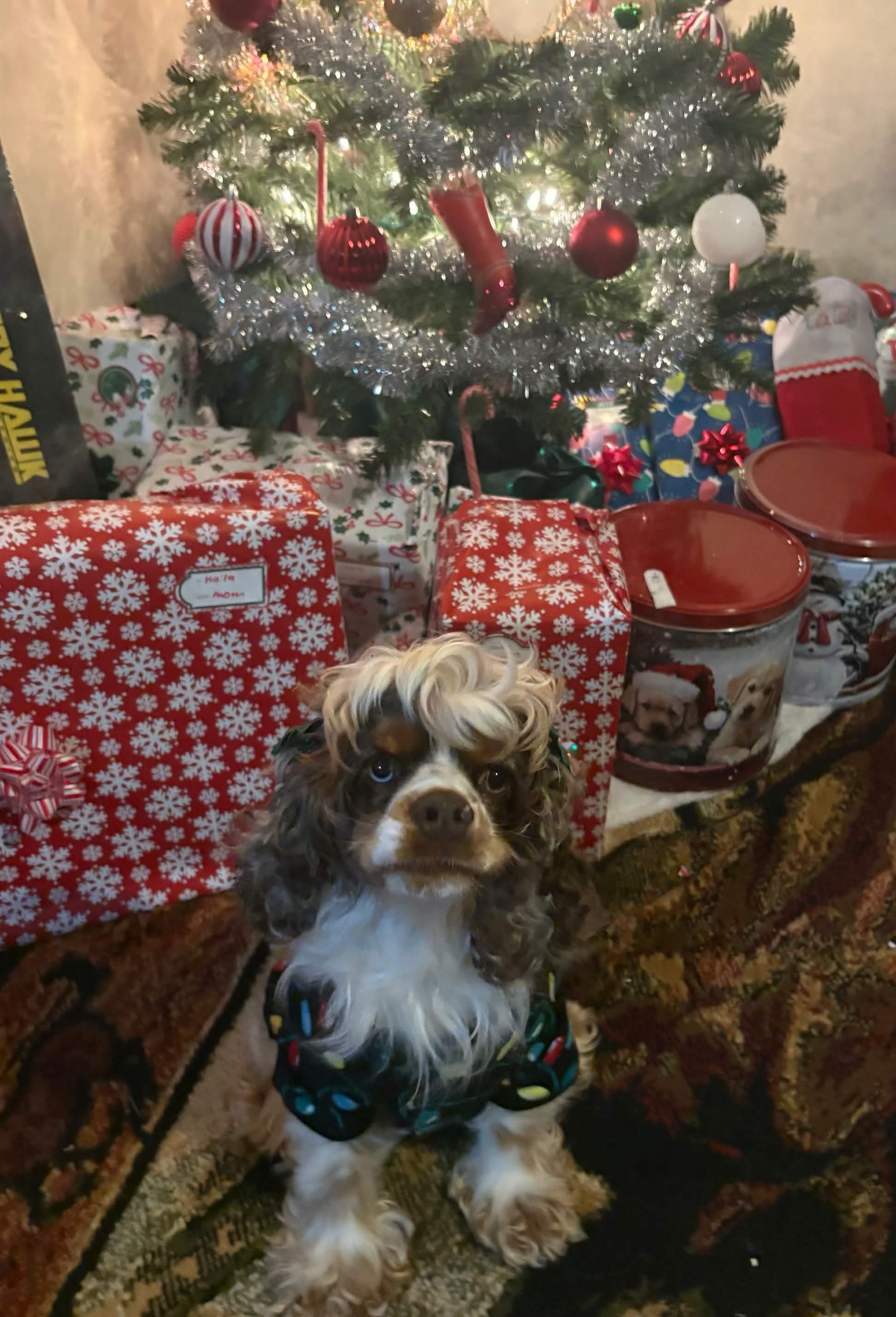 Adelaide — American Cocker Spaniel