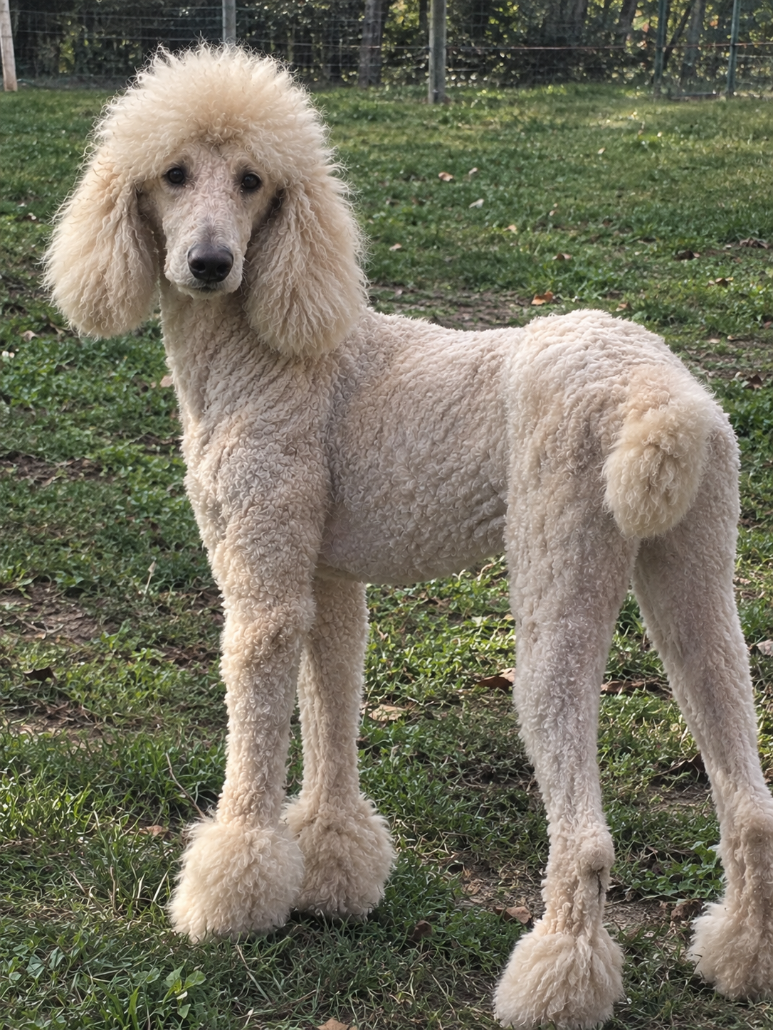 Belle — Standard Poodle