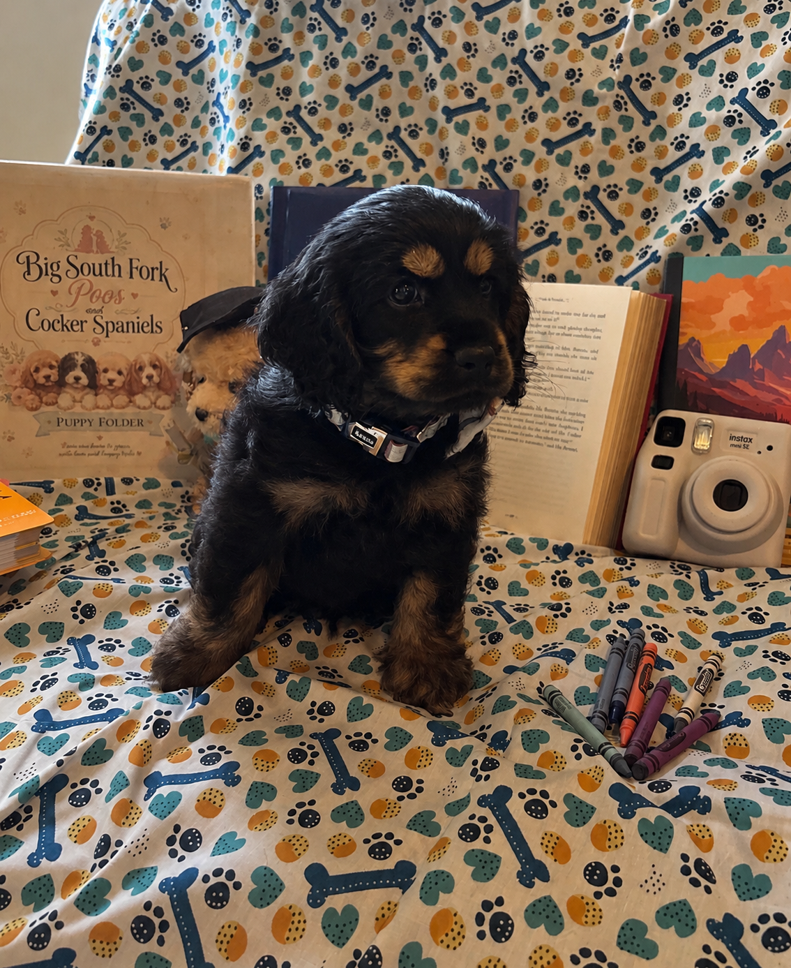 Black and tan Cocker Spaniel puppy sitting in front of Big South Fork Pups puppy folder