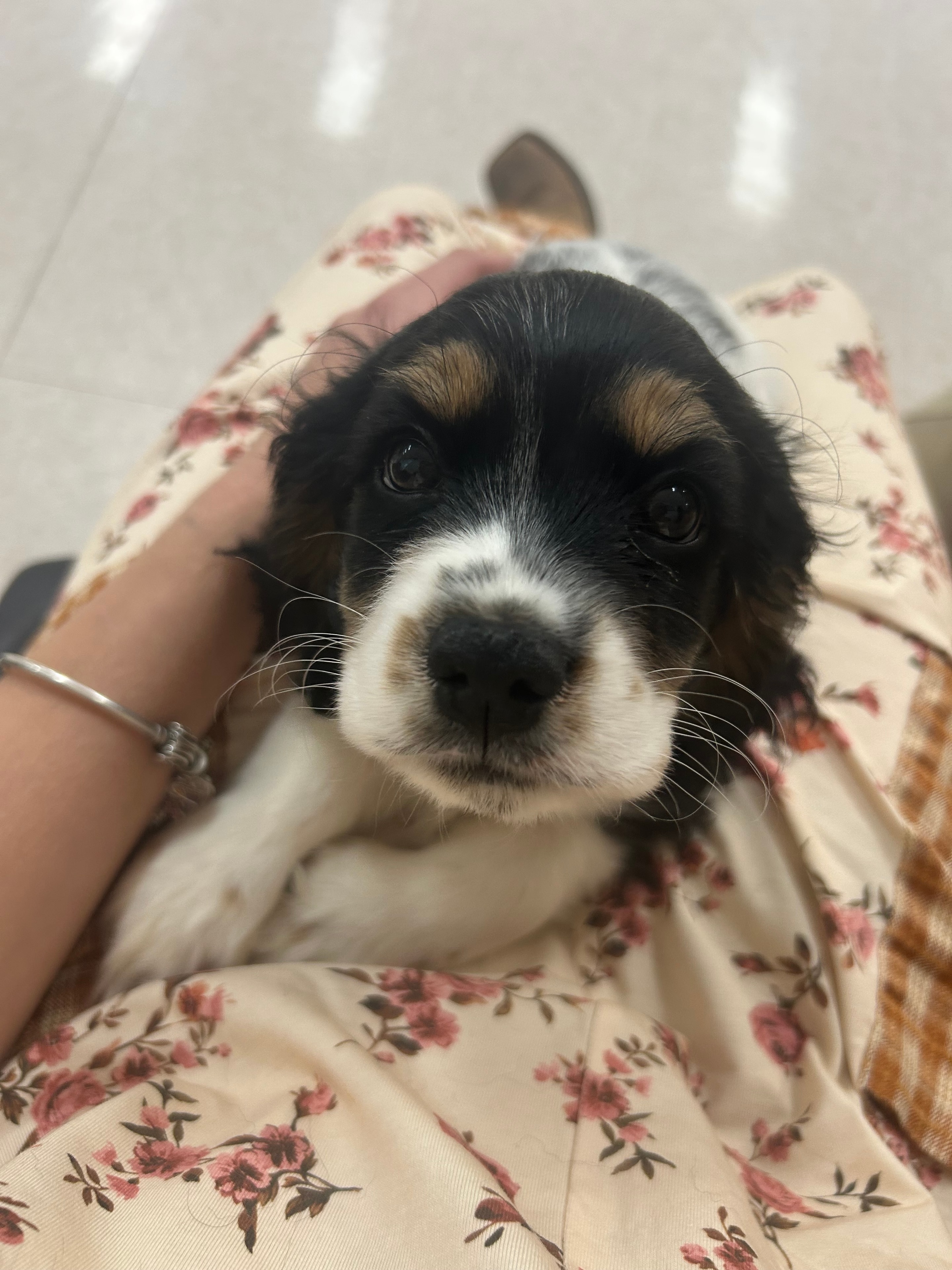 Black white and tan puppy being held in someone's arms