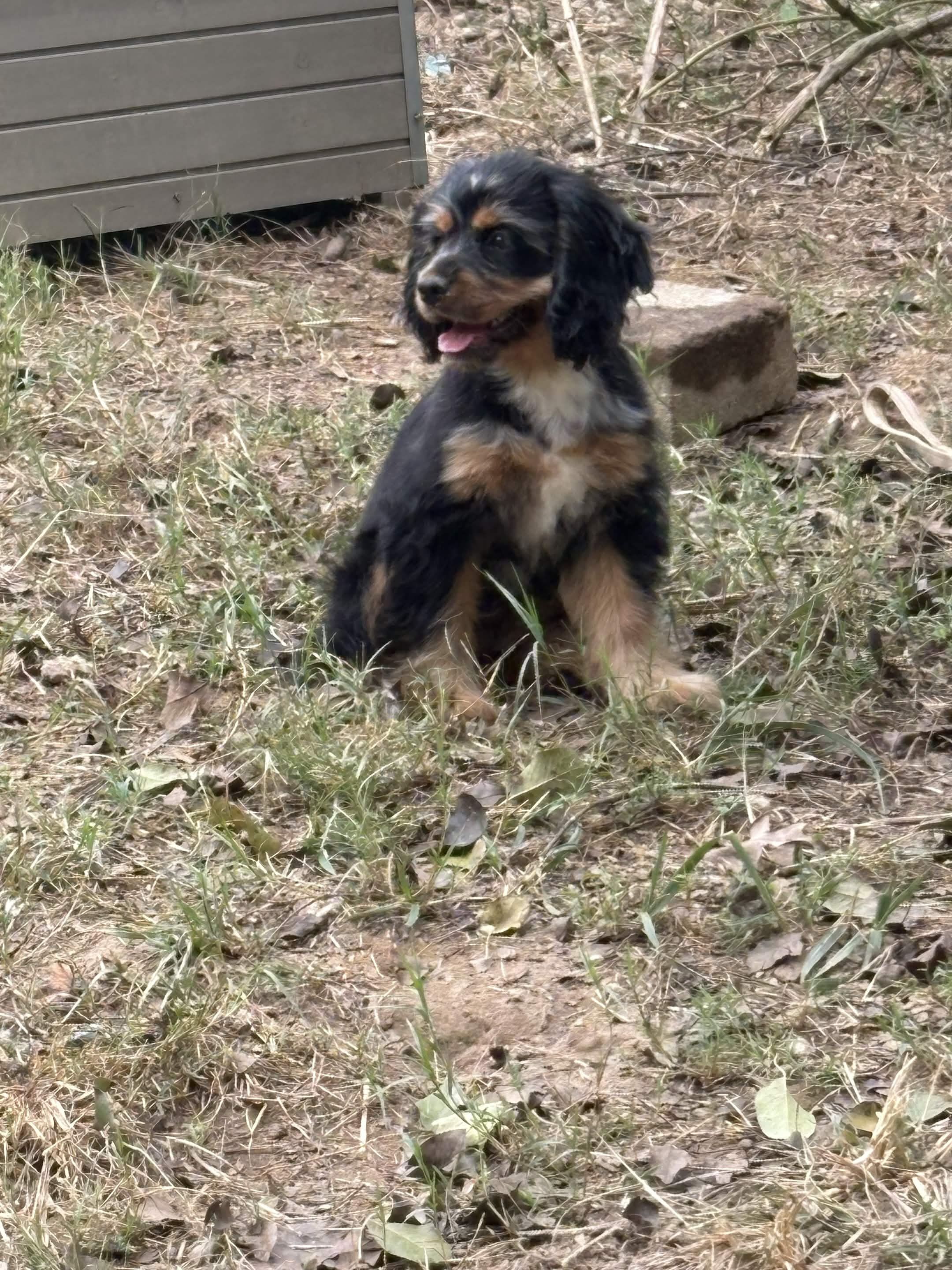 Black and tan puppy sitting in the grass outside